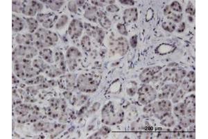 Image no. 1 for anti-Polyamine Modulated Factor 1 Binding Protein 1 (PMFBP1) (AA 99-198) antibody (ABIN599596) (PMFBP1 抗体  (AA 99-198))