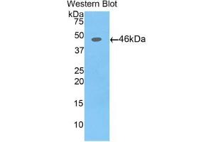 Detection of Recombinant AFP,Pig using Polyclonal Antibody to Alpha-Fetoprotein (AFP) (alpha Fetoprotein 抗体  (AA 46-210))