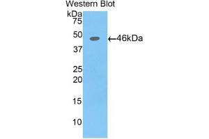 Detection of Recombinant AFP,Pig using Polyclonal Antibody to Alpha-Fetoprotein (AFP) (alpha Fetoprotein 抗体  (AA 46-210))