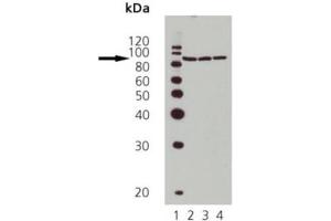 Western Blotting (WB) image for anti-Heat Shock Protein 90kDa alpha (Cytosolic), Class B Member 1 (HSP90AB1) (AA 250-325) antibody (ABIN615278)