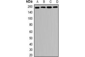 Western blot analysis of MRP1 expression in HT29 (A), SKOV3 (B), mouse spleen (C), mouse lung (D) whole cell lysates.