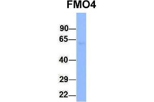 Host:  Rabbit  Target Name:  FMO4  Sample Type:  Human Fetal Lung  Antibody Dilution:  1. (FMO4 抗体  (N-Term))
