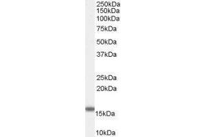 Western Blotting (WB) image for Fatty Acid Binding Protein 2, Intestinal (FABP2) peptide (ABIN368987) (Fatty Acid Binding Protein 2, Intestinal (FABP2) Peptide)