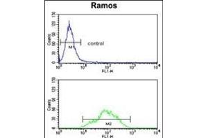ETFDH Antibody (N-term) (ABIN390863 and ABIN2841082) flow cytometry analysis of Ramos cells (bottom histogram) compared to a negative control cell (top histogram). (ETFDH 抗体  (N-Term))
