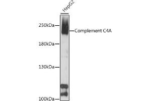 Western blot analysis of extracts of HepG2 cells, using Complement C4A antibody (ABIN7266482) at 1:1000 dilution. (C4A 抗体  (AA 1200-1446))