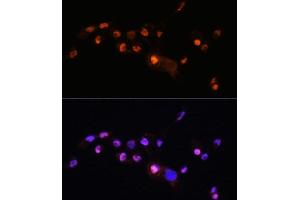 Immunofluorescence analysis of  cells using KLF8 antibody (ABIN7268158) at dilution of 1:100. (KLF8 抗体  (AA 210-280))