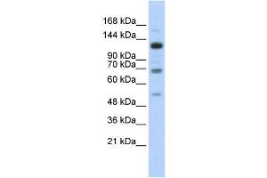 Western Blotting (WB) image for anti-Regulatory Factor X, 1 (Influences HLA Class II Expression) (RFX1) antibody (ABIN2458302) (RFX1 抗体)