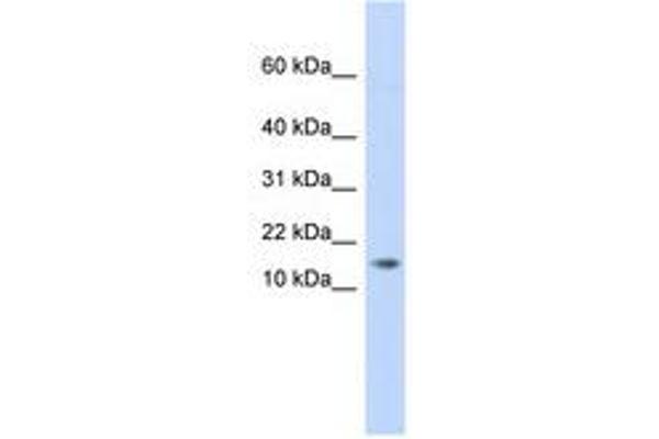 AAMDC anticorps  (C-Term)