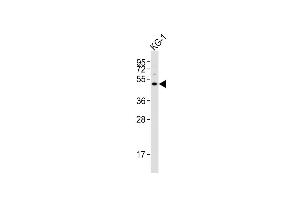 Anti-HTR1F Antibody (Center) at 1:4000 dilution + KG-1 whole cell lysates Lysates/proteins at 20 μg per lane. (HTR1F 抗体  (AA 213-248))