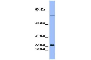 WB Suggested Anti-GCG Antibody Titration:  0. (Glucagon 抗体  (Middle Region))