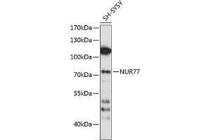 Western blot analysis of extracts of SH-SY5Y cells, using NUR77 antibody (ABIN6132394, ABIN6144824, ABIN6144827 and ABIN6214004) at 1:1000 dilution. (NR4A1 抗体  (AA 1-170))