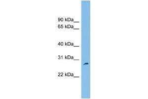 WB Suggested Anti-FAM109A Antibody Titration: 0. (FAM109A 抗体  (N-Term))
