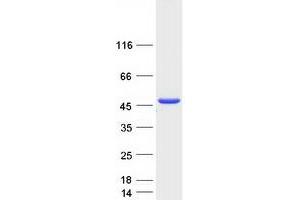 Western Blotting (WB) image for serpin Peptidase Inhibitor, Clade B (Ovalbumin), Member 4 (SERPINB4) protein (Myc-DYKDDDDK Tag) (ABIN2731807)