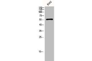 Western Blotting (WB) image for anti-Solute Carrier Family 2 (Facilitated Glucose Transporter), Member 1 (SLC2A1) (C-Term) antibody (ABIN7184959)
