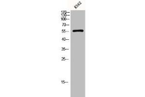 Western Blot analysis of K562 cells using Glut1 Polyclonal Antibody (GLUT1 抗体  (C-Term))