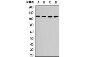 Western blot analysis of p107 expression in HEK293T (A), COLO205 (B), Raw264. (p107 抗体  (Center))