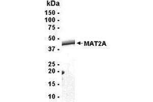 Western Blotting (WB) image for Methionine Adenosyltransferase II, alpha (MAT2A) (AA 1-395) protein (ABIN2468786)