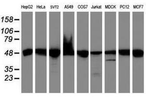 Image no. 2 for anti-Ubiquinol-Cytochrome C Reductase Core Protein I (UQCRC1) (AA 46-305) antibody (ABIN1491532) (UQCRC1 抗体  (AA 46-305))