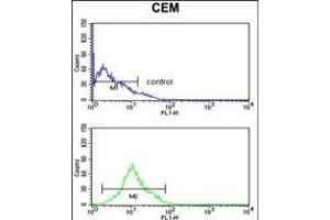 KCNJ11 Antibody (N-term) (ABIN653157 and ABIN2842725) flow cytometry analysis of CEM cells (bottom histogram) compared to a negative control cell (top histogram). (KCNJ11 抗体  (N-Term))