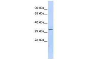 Image no. 1 for anti-Pyridoxal (Pyridoxine, Vitamin B6) Phosphatase (PDXP) (AA 179-228) antibody (ABIN6741403) (PDXP 抗体  (AA 179-228))