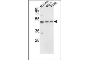 Western blot analysis of PDIA6 Antibody (Center) in NCI-H460, MCF-7, A2058 cell line lysates (35ug/lane). (PDIA6 抗体  (Middle Region))