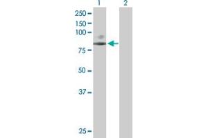 Western Blot analysis of SCNN1G expression in transfected 293T cell line by SCNN1G MaxPab polyclonal antibody. (SCNN1G 抗体  (AA 1-649))