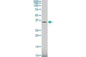 TAZ monoclonal antibody (M14), clone 2B3. (TAZ 抗体  (AA 1-262))