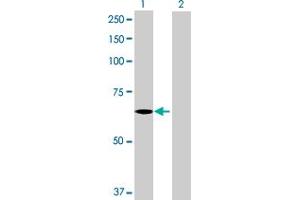 Western Blot analysis of C3orf17 expression in transfected 293T cell line by C3orf17 MaxPab polyclonal antibody. (C3orf17 抗体  (AA 1-567))
