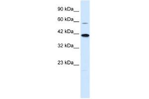 KCNK13 antibody used at 0. (KCNK13 抗体  (C-Term))