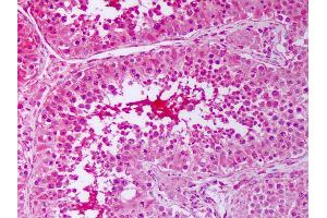 Immunohistochemistry (IHC) image for anti-Prostaglandin E Synthase 3 (Cytosolic) (PTGES3) antibody (ABIN1103835)