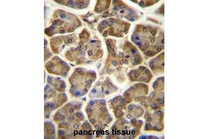 CCDC90B Antibody (Center) immunohistochemistry analysis in formalin fixed and paraffin embedded human pancreas tissue followed by peroxidase conjugation of the secondary antibody and DAB staining. (CCDC90B 抗体  (Middle Region))