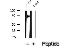 Western blot analysis of extracts of K-562 cells, using ATP6V1A antibody. (ATP6V1A 抗体  (C-Term))
