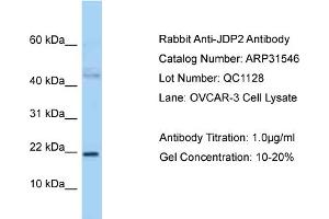 WB Suggested Anti-JDP2 Antibody   Titration: 1. (JDP2 抗体  (N-Term))