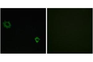 Immunofluorescence analysis of HuvEc cells, using RPL34 Antibody. (RPL34 抗体  (AA 41-90))