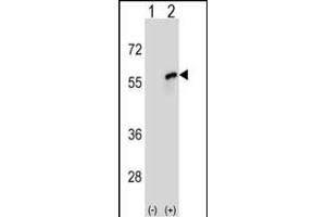 Western blot analysis of CDC20 (arrow) using rabbit polyclonal CDC20 Antibody (N-term) (ABIN653082 and ABIN2842679). (CDC20 抗体  (N-Term))