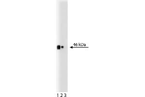 Western Blotting (WB) image for anti-CD38 (AA 171-292) antibody (ABIN968373) (CD38 抗体  (AA 171-292))