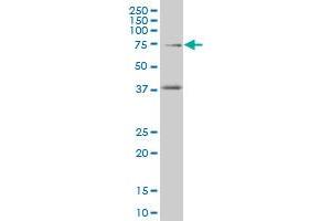 TCF4 monoclonal antibody (M04), clone 3H4 Western Blot analysis of TCF4 expression in A-549 . (TCF4 抗体  (AA 1-365))