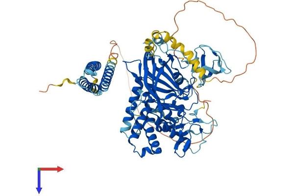 NPHP1 Protein (AA 1-687) (His tag)