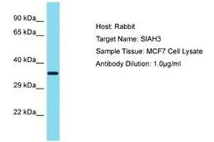 Image no. 1 for anti-Siah E3 Ubiquitin Protein Ligase Family Member 3 (SIAH3) (AA 151-200) antibody (ABIN6750786) (SIAH3 抗体  (AA 151-200))