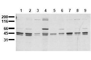 Western Blotting (WB) image for anti-SHC (Src Homology 2 Domain Containing) Transforming Protein 1 (SHC1) (C-Term) antibody (ABIN126887) (SHC1 抗体  (C-Term))