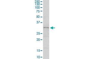 SLA2 MaxPab rabbit polyclonal antibody. (SLAP2 抗体  (AA 1-261))