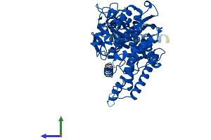 Protein Structure (PS) image for Cytochrome P450, Family 2, Subfamily E, Polypeptide 1 (CYP2E1) (AA 1-493) protein (His tag) (ABIN7546789)