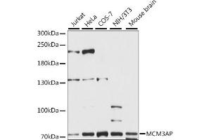Western blot analysis of extracts of various cell lines, using MCM3AP antibody (ABIN7268541) at 1:1000 dilution. (GANP 抗体  (AA 250-550))