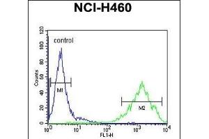 Flow Cytometry (FACS) image for anti-Olfactory Receptor, Family 2, Subfamily Z, Member 1 (OR2Z1) (AA 68-96), (N-Term) antibody (ABIN655017)