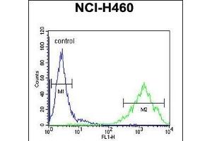 OR2Z1 Antibody (N-term) (ABIN655017 and ABIN2844649) flow cytometric analysis of NCI- cells (right histogram) compared to a negative control cell (left histogram). (OR2Z1 抗体  (N-Term))