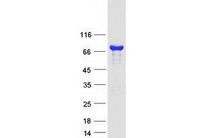 Western Blotting (WB) image for RCSD Domain Containing 1 (RCSD1) protein (Myc-DYKDDDDK Tag) (ABIN2730658)