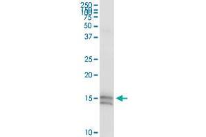 DEFA5 MaxPab rabbit polyclonal antibody. (DEFA5 抗体  (AA 1-94))