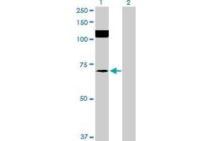 Western Blot analysis of SRPK2 expression in transfected 293T cell line by SRPK2 MaxPab polyclonal antibody. (SRPK2 抗体  (AA 1-699))