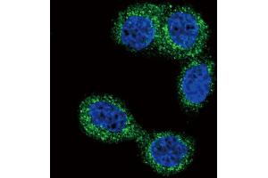 Confocal immunofluorescent analysis of HNMT Antibody with Hela cell followed by Alexa Fluor 488-conjugated goat anti-rabbit lgG (green). (HNMT 抗体  (N-Term))