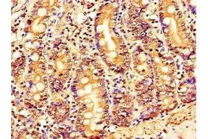 Immunohistochemistry of paraffin-embedded human small intestine tissue using ABIN7165414 at dilution of 1:100 (FAM151B 抗体  (AA 1-276))